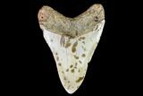 Fossil Megalodon Tooth - North Carolina #108896-2